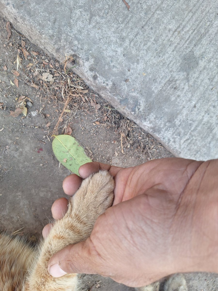 MAPACHE_SK8's tweet photo. Mi corazon no puede con tanto 💔😞😞😞  , Primero la Gatita Chepa que es algo agridulce, porque la salvamos y encontramos a su familia, mi cachorro que esta malito y viejito 💔 y hoy saliendo de la casa habia un gatito amarillo tropellado maullando, me quede con el un rato 😞💔 https://t.co/2O6Guj905N