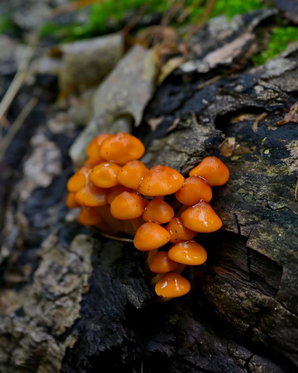OnHighlands's tweet photo. Tiny but impossible to miss 🍄

These vibrant Orange Mycena mushrooms were spotted on Gillies Grove Nature Trail in the Ottawa Valley, adding a brilliant pop of colour to the forest floor.

Sometimes the most memorable discoveries aren't the sweeping vistas or towering trees... they're the little wonders tucked away along the trail.

📸 @msedithcone
📍Gillies Grove Nature Trail

#ComeWander #OntariosHighlands #OttawaValley #RenfrewCounty #Mushrooms