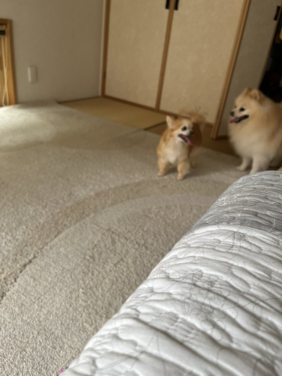 wo_ret's tweet photo. 久しぶりの麦ちゃんも実家に行きました。
実家のるーちゃんとにマウントしまくり💦 https://t.co/1YFc3ma20K