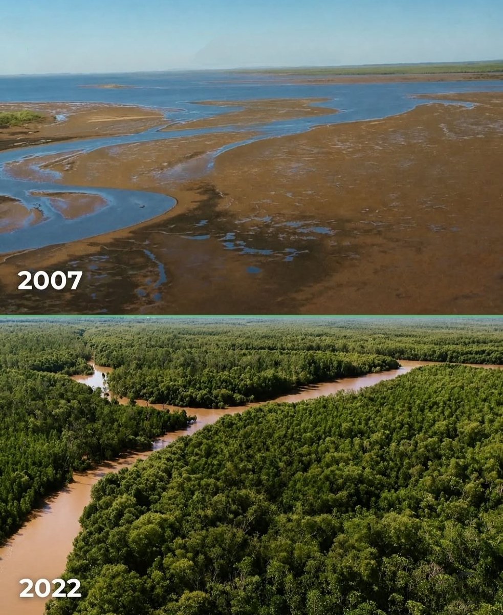 NestorSiurana's tweet photo. Esto es Mahajanga, en Madagascar.

El año pasado, Madagascar se convirtió en símbolo de la crisis ambiental: entre 2001 y 2021, el país perdió más del 25% de sus bosques, convirtiéndose casi por completo en desierto.

Por ello, surgió un desafío concreto: la reforestación.

En 2007, diversas organizaciones como Eden Reforestation Projects lanzaron proyectos, desde los manglares de Mahajanga hasta todos los bosques del interior, plantando millones de árboles y restaurando hábitats.

El impacto no es solo ambiental: más de 11.000 personas trabajan ahora con los proyectos ambientales, creando empleos sostenibles y medios de vida alternativos.

Estas intervenciones están transformando gradualmente las tierras áridas del sur y oeste del país en ecosistemas vivos.

Los manglares de Madagascar son esenciales porque sostienen la economía costera, protegen a las comunidades de desastres climáticos y albergan biodiversidad única en el mundo. 

Funcionan como guarderías para el 75% de las especies de pesca comercial, incluyendo camarones y cangrejos.

Más de 200 millones de personas en regiones tropicales dependen directamente de los recursos de estos ecosistemas para comer y generar ingresos

Pero sobre todo, son un escudo contra el cambio climático.

Absorben dióxido de carbono a una tasa hasta 5 veces mayor que los bosques terrestres, almacenándolo en el lodo por siglos.

Sus raíces densas frenan la erosión y reducen el impacto de olas, ciclones y tormentas tropicales hasta en un 90%.

Madagascar está en el buen camino.