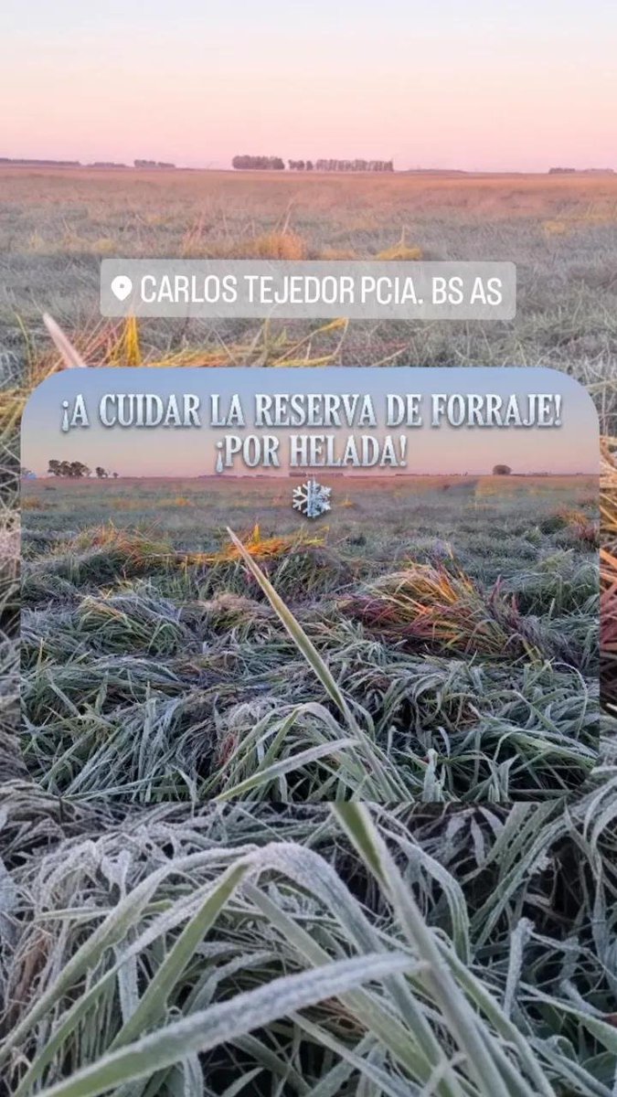 MJ_AlvezdeMello's tweet photo. Helada en #CarlosTejedor ❄️
¿Vale la pena arriesgar la reserva por no ajustar la estrategia?
¿Cómo están haciendo ustedes para blindarla sin fundirse en el intento?
#Campo #Ganadería #Pasturas #Inversión https://t.co/YPZh7xGtwG