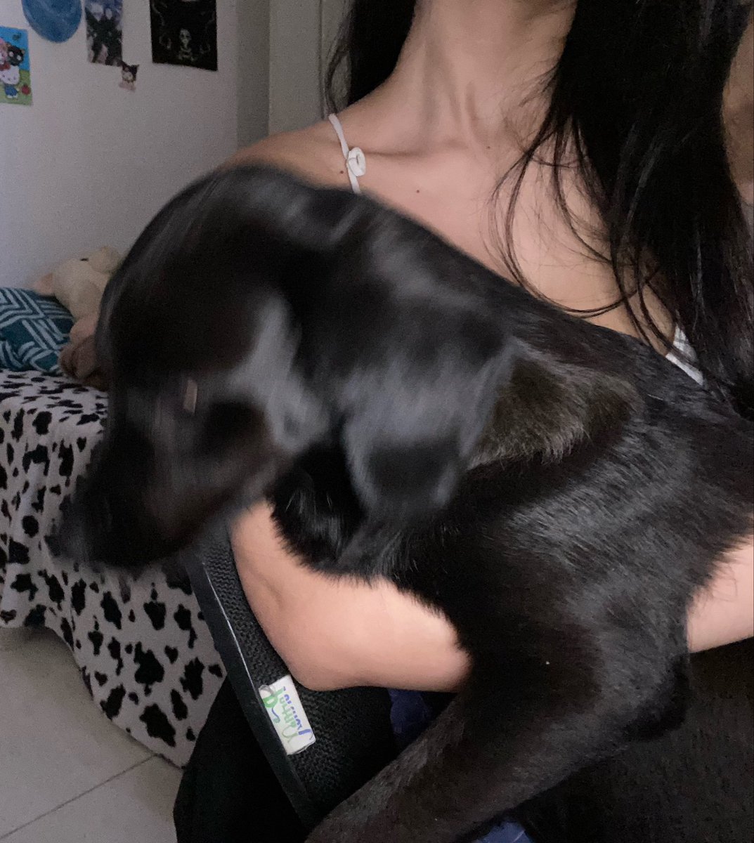 vasectomiya's tweet photo. Essa é a Zoe. 

Eu adotei ela no começo de 2023. Na verdade, foi ela quem me adotou. Ela me encontrou na praça e veio correndo em direção aos meus pés, igual a um ratinho: tão pequenininha, toda peludinha e cheia de carinho.

Quando levei ela para casa, percebi que estava muito doentinha e com MUITOS carrapatos. Levei ao veterinário e gastei bastante com o tratamento, mas valeu a pena. Ela melhorou muito e, desde então, encheu minha vida de alegria.

Só que, recentemente, comecei a notar um comportamento estranho. Ela não queria comer, estava sempre tristinha, com febre e sem ânimo nem para brincar.

Ontem levei ela novamente ao veterinário e descobri que, mesmo depois de 3 anos, ela ainda estava com a doença do carrapato, que contraiu quando era filhote.

Hoje começamos o tratamento, e estou muito confiante de que ela vai ficar bem.

Por favor, desejem melhoras para a minha pretinha. Eu sei que ela é forte, vai vencer essa e logo estará correndo e brincando de novo. 💕