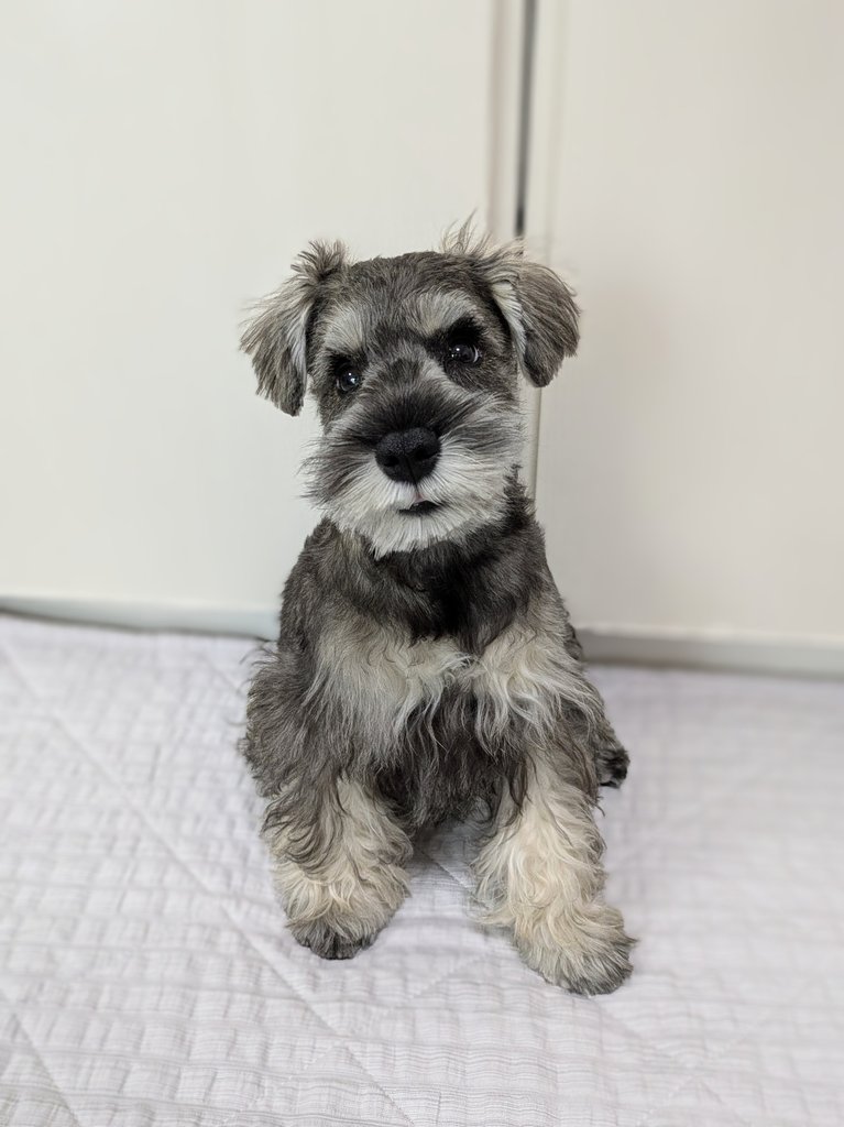 ginjiro1030's tweet photo. 5月31日に可愛すぎるわんころをお迎えしたので、6月は1冊すら読みきれませんでした…☺️

#6月読了本 https://t.co/df0o0LI1Jp