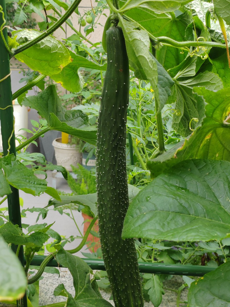 116Noodles's tweet photo. 顶楼种的黄瓜🥒吃不完，根本吃不完！
那就做个黄瓜冰沙吧！很清爽特别适合夏天！
👉做法：
只需糯米一小碗+两根冰冻的黄瓜+两勺奶粉
绞打而成！
口感清润不腻，自带黄瓜清香，夏天阳台吃不完的黄瓜刚好消耗，低脂清爽超解腻～😘#黄瓜 #黄瓜冰浆 #夏天冷饮 https://t.co/5CZzQf6uUr