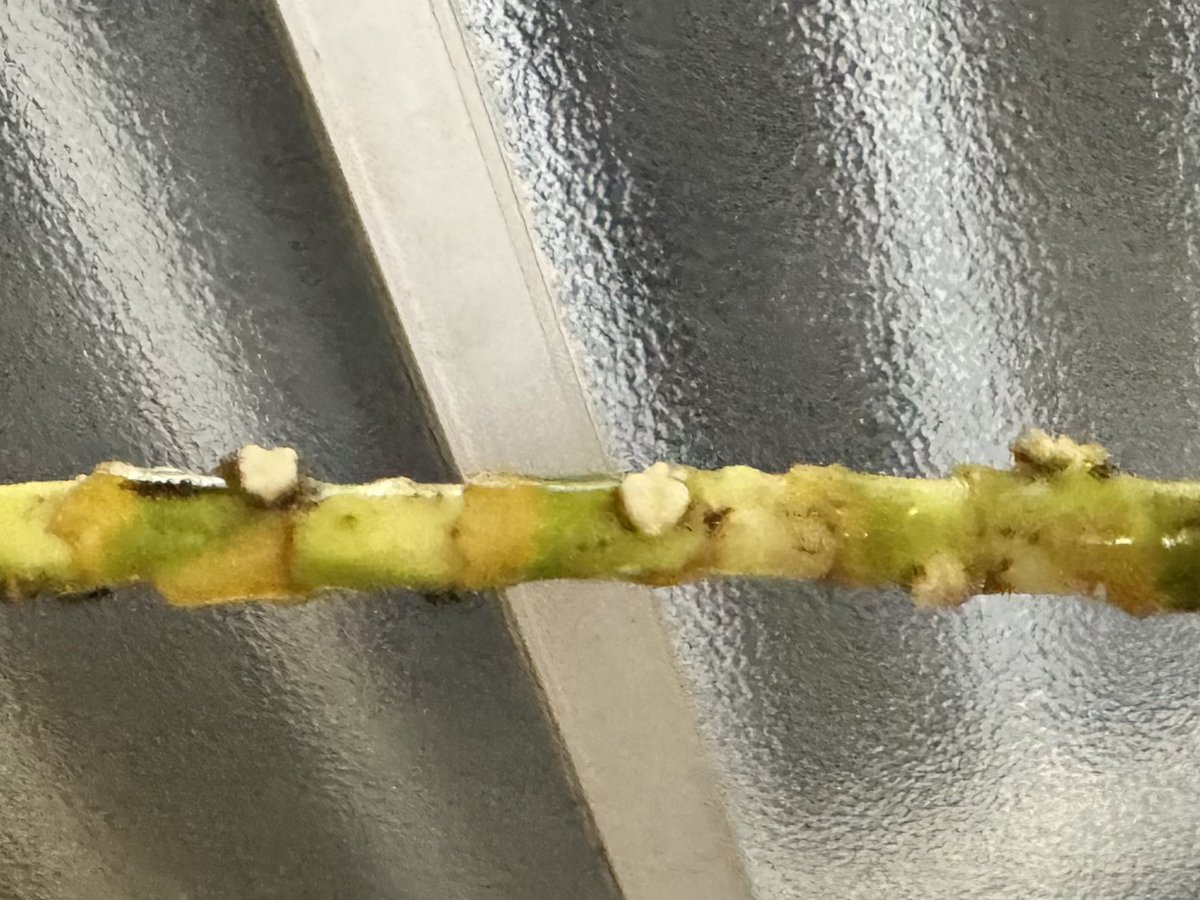 trichoides tweet picture