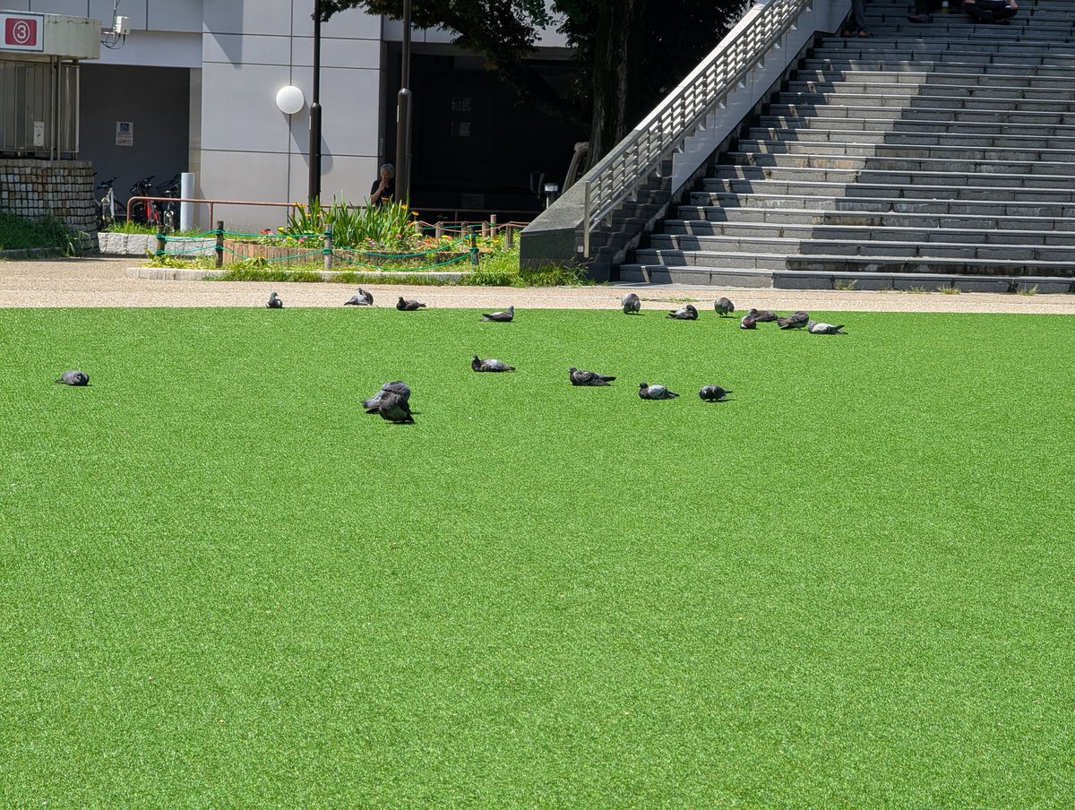 aveeve's tweet photo. 最近会話（仕事）している相手の8割がPCの向こうにいるAIだから、今日鳩ぽっぽたちが緑で休んでいる光景を見て生き物としての根源を思い出したよ https://t.co/cZTyg4wQU9