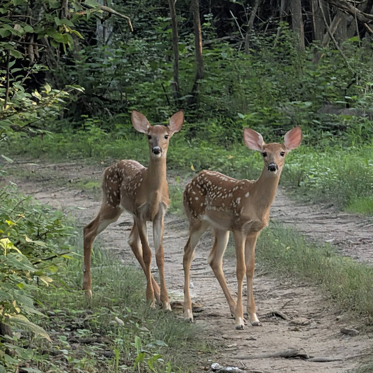 LoriLFoster's tweet photo. They are so cute! https://t.co/vSe8IUFp8m