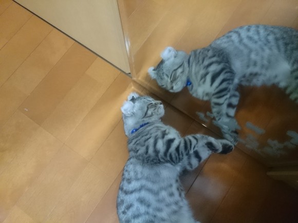 Sarenwinjer's tweet photo. 寝ますー https://t.co/NDJrzqvZas