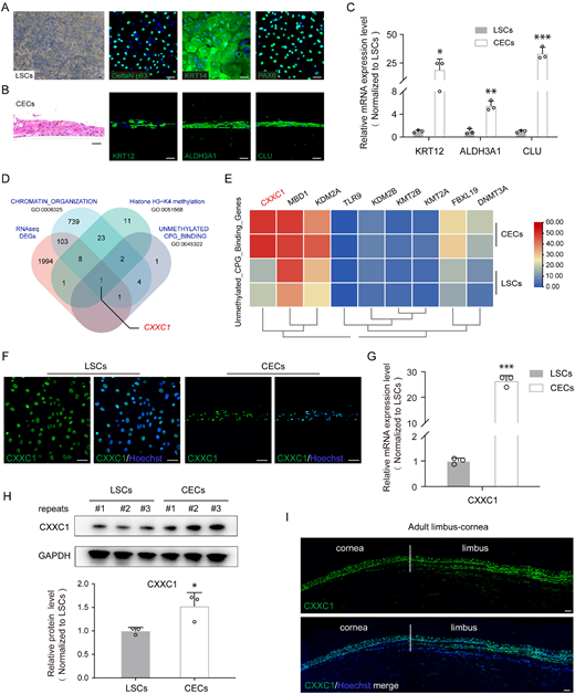ARVOiovs's tweet photo. Jianping Ji et al from Zhongshan Ophthalmic Center find that the CXXC1-IGFBP6 axis maintains corneal epithelial differentiation via H3K4me3-dependent transcriptional activation. 
https://t.co/ZPCiOOkXWA https://t.co/oaog6mHEQx