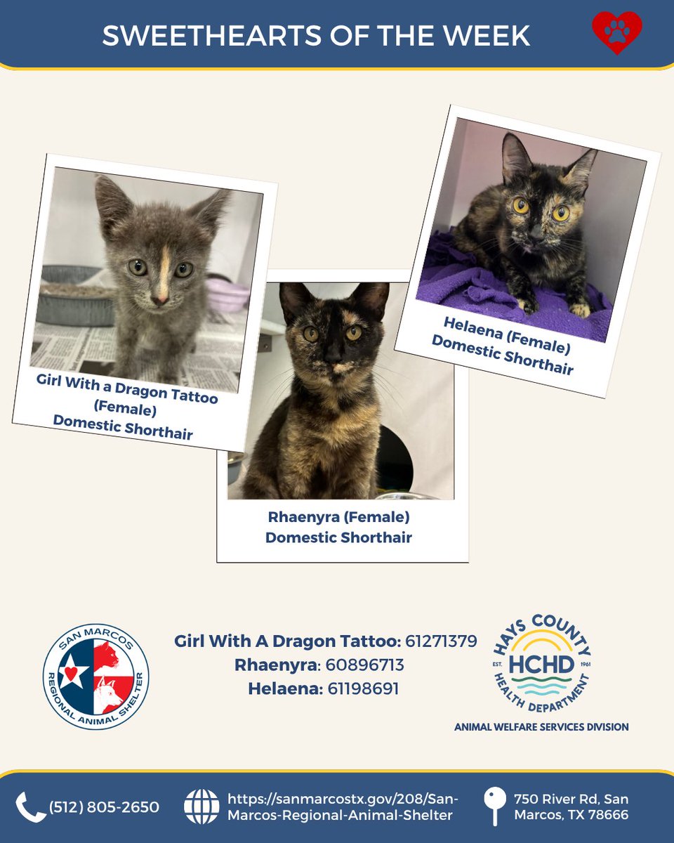 HaysCoHealth's tweet photo. 🐱 Meet our cat sweethearts of the week! 🐈
Swipe through to learn more about our kitties this week. We have Girl With a Dragon Tattoo, Rhaenyra, and Helaena, who are all waiting patiently for their forever homes!🐾💗

Find them at the San Marcos Regional Animal Shelter! https://t.co/8zN4RNK5Xq