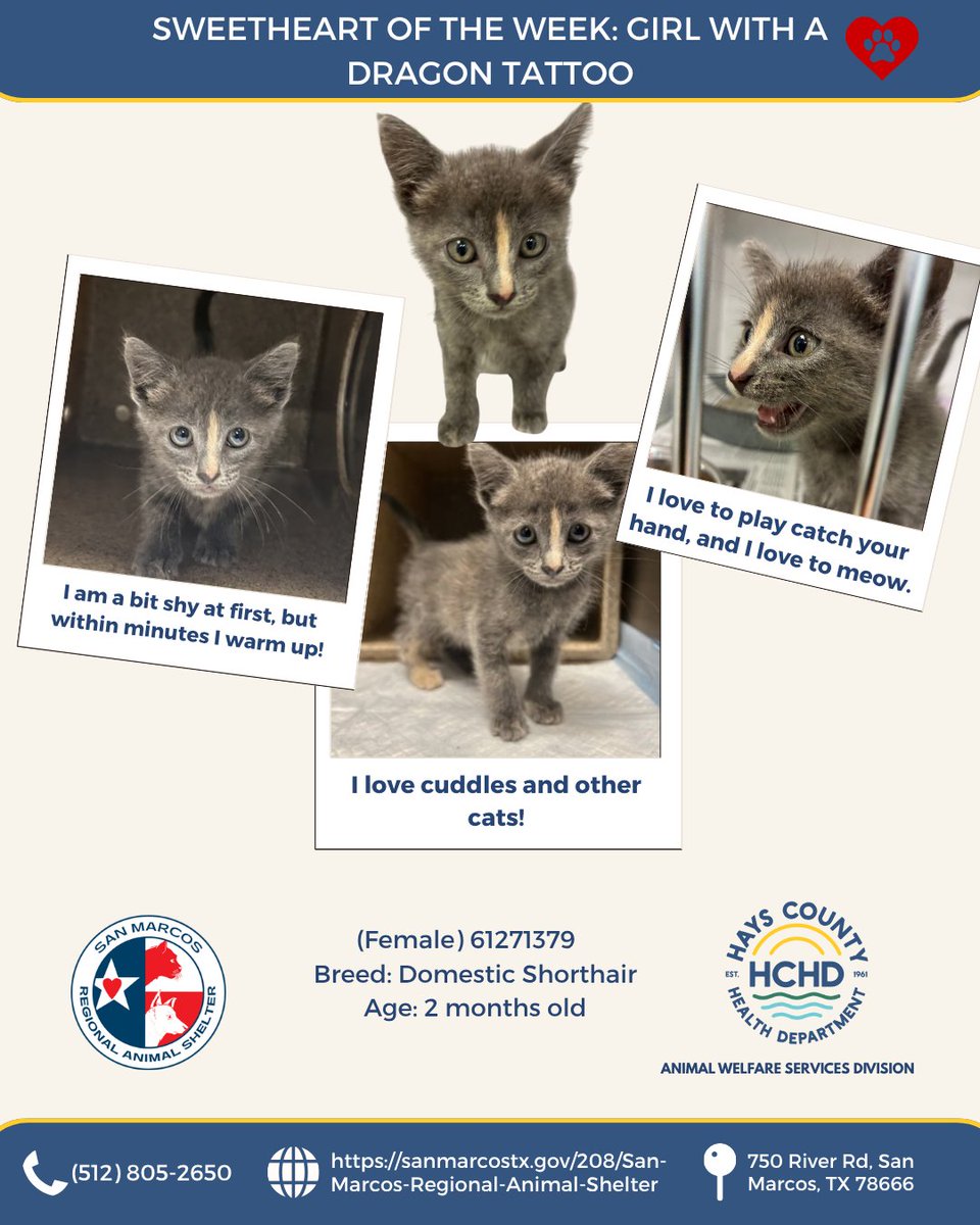 HaysCoHealth's tweet photo. 🐱 Meet our cat sweethearts of the week! 🐈
Swipe through to learn more about our kitties this week. We have Girl With a Dragon Tattoo, Rhaenyra, and Helaena, who are all waiting patiently for their forever homes!🐾💗

Find them at the San Marcos Regional Animal Shelter! https://t.co/8zN4RNK5Xq