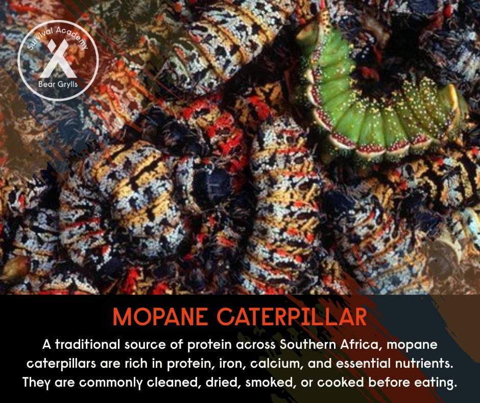 BGSurvival's tweet photo. Survival isn't about finding perfect resources—it's about knowing how to use what's available.

Knowledge turns the unexpected into an advantage.

From mopane caterpillars to properly prepared slugs, survival rewards those who stay curious and informed.

#NeverGiveUp #BGSA #StrongerTogether #SurvivalSkills