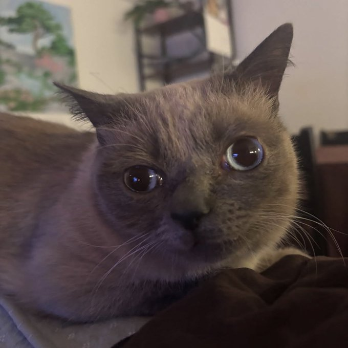 PetaIS0L's tweet photo. retarded cat named Swinky going viral as fuck

People already making art and memes for him https://t.co/XHMWruemeP