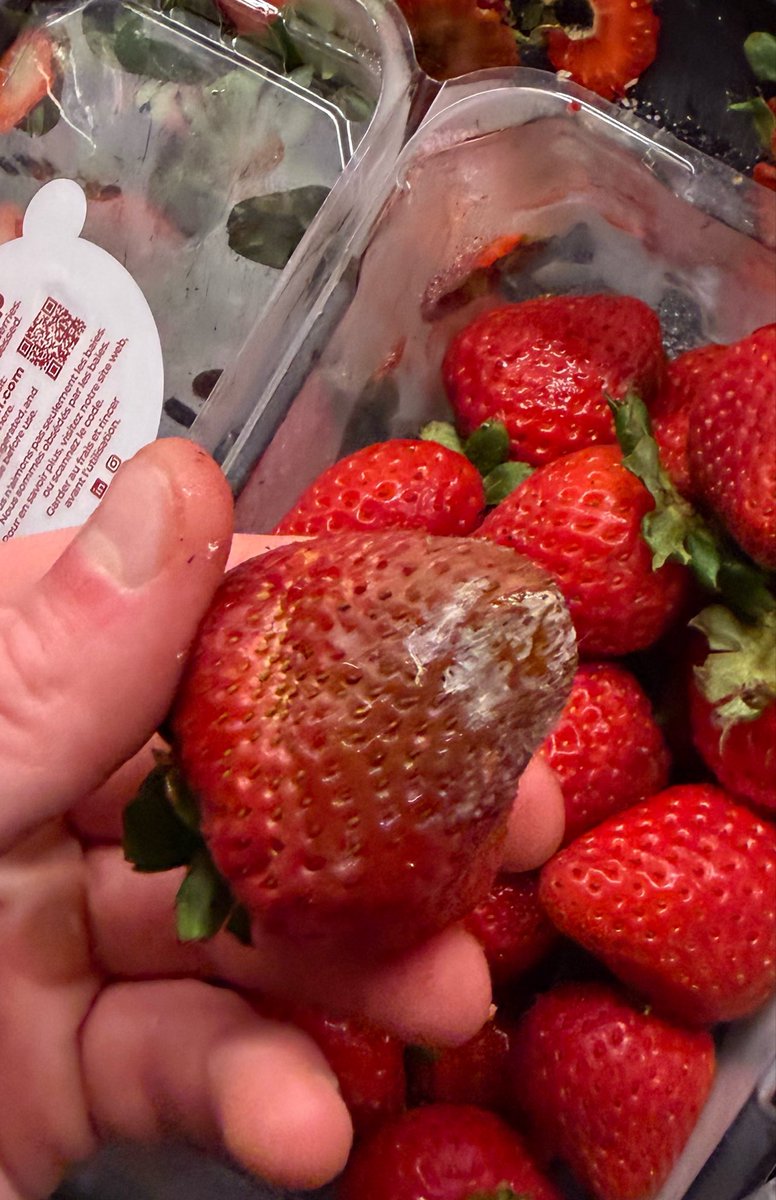 ghsty21's tweet photo. @Instacart  how are you going to deny my refund request when you delivered me moldy strawberries??? https://t.co/D3WR9LVqiU