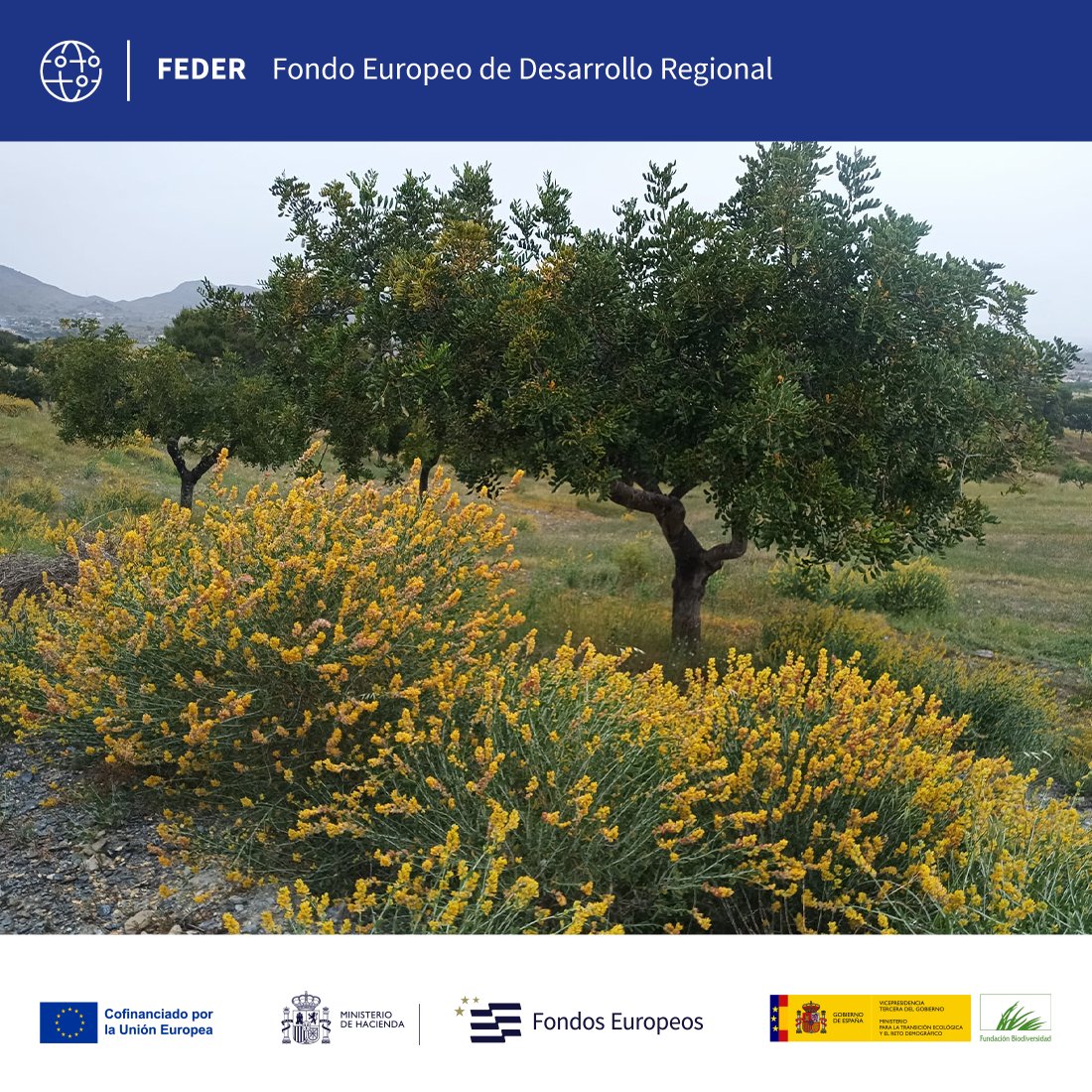 FBiodiversidad's tweet photo. Cartagena acoge la presentación de Algarrobo Vivo 🌱 que recupera el secano del Campo de Cartagena: agricultura regenerativa, paisajes multifuncionales y nuevos bioproductos. 

🤝 @AytoCartagenaES, ANSE, ARBA y @CETENMA 

#FEDER @FondosUE_Esp @OficinaMarMenor