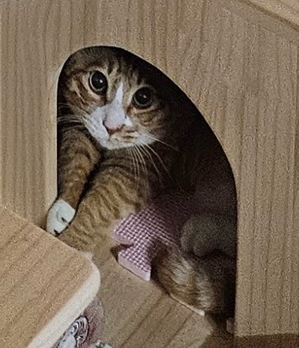 userlinoring's tweet photo. i KNEW this hiding face looked familiar https://t.co/QpvJhA0VcY