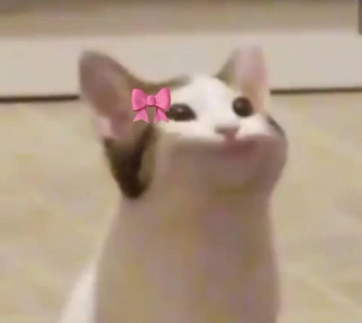 Phyerx's tweet photo. How I feel in the new White Fox coastal kumiho skin ꣑ৎ https://t.co/T78gVL0Z2S