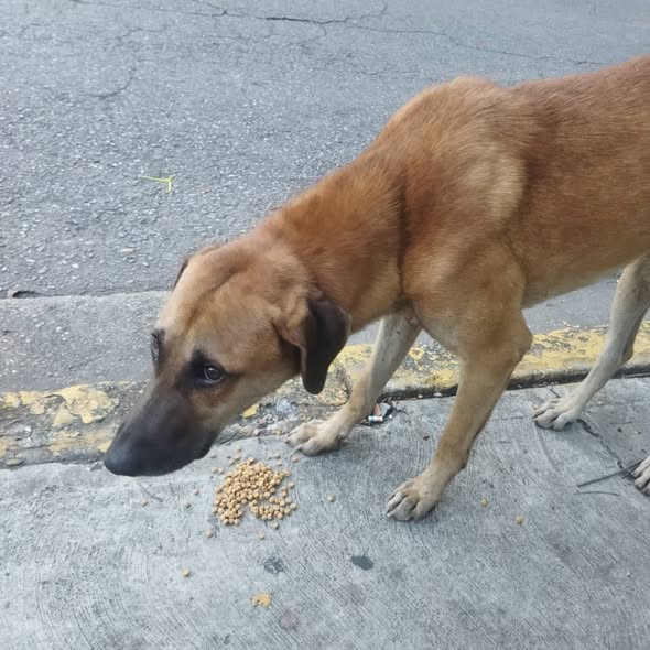 A64029345's tweet photo. Este bello y tristón  desde ayer, apareció por la calle 4, de La Urbina, dond esta  SAIME y El INTT.  difundir a ver di está extraviado o es abandono, o una fundación q lo pueda acoger.aunque famélico 📷,la piel  sana, y es  manso. no  se  algún sitio d la tragedia    04166130848 https://t.co/FLg8pleXks