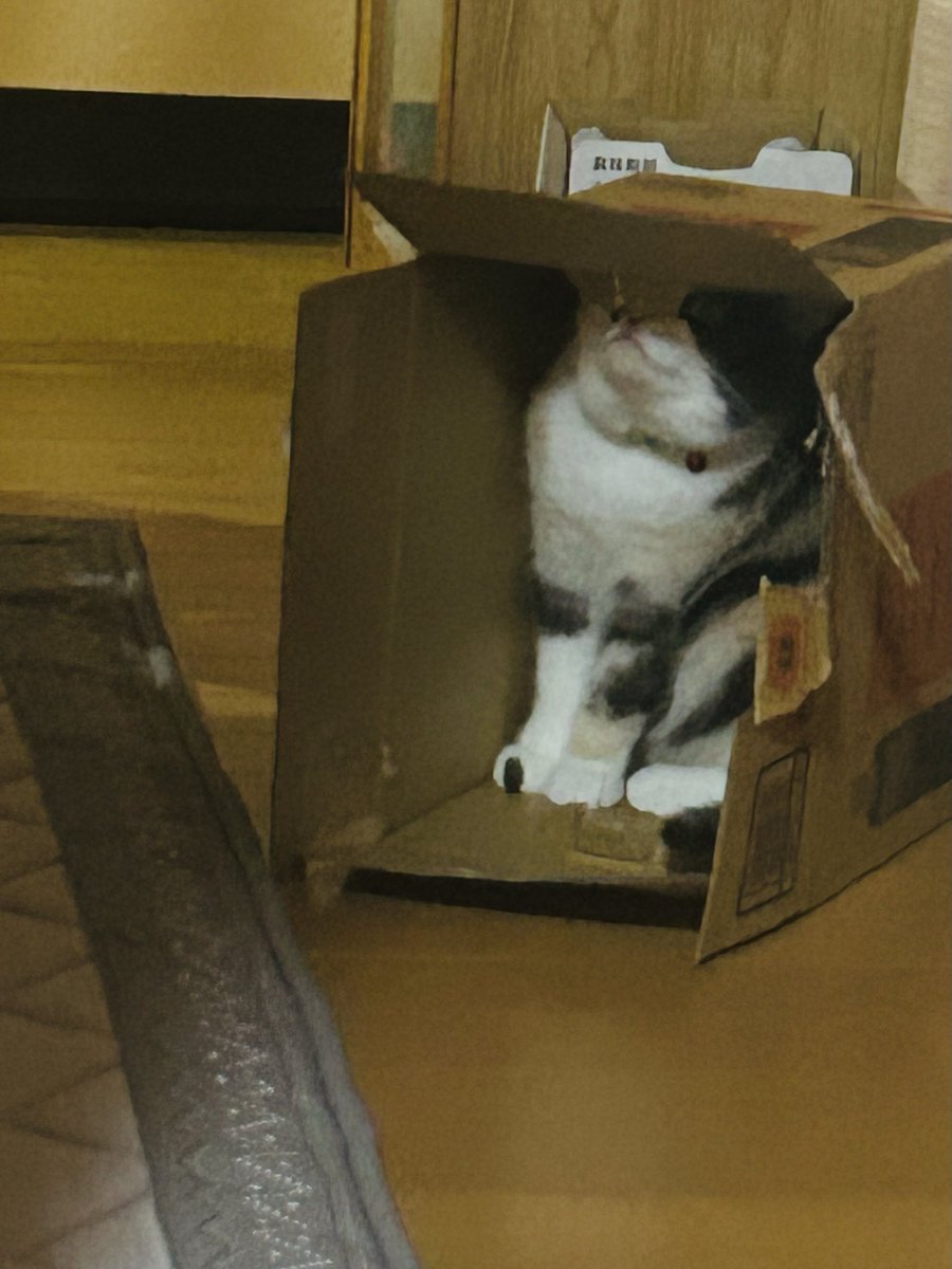 ennya0223's tweet photo. くるみにぴったりだね笑

#マンチカン　#愛猫
#猫のいる暮らし https://t.co/R8Gytjdlgj