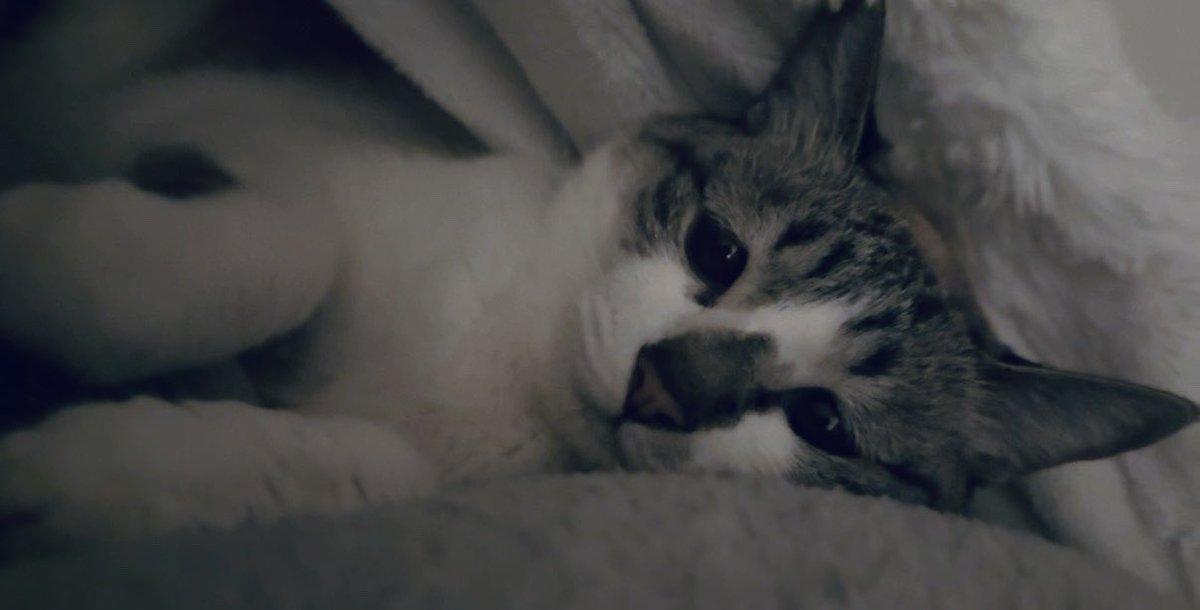 ぴえん猫ミント (@piennekomint) / Posts / X