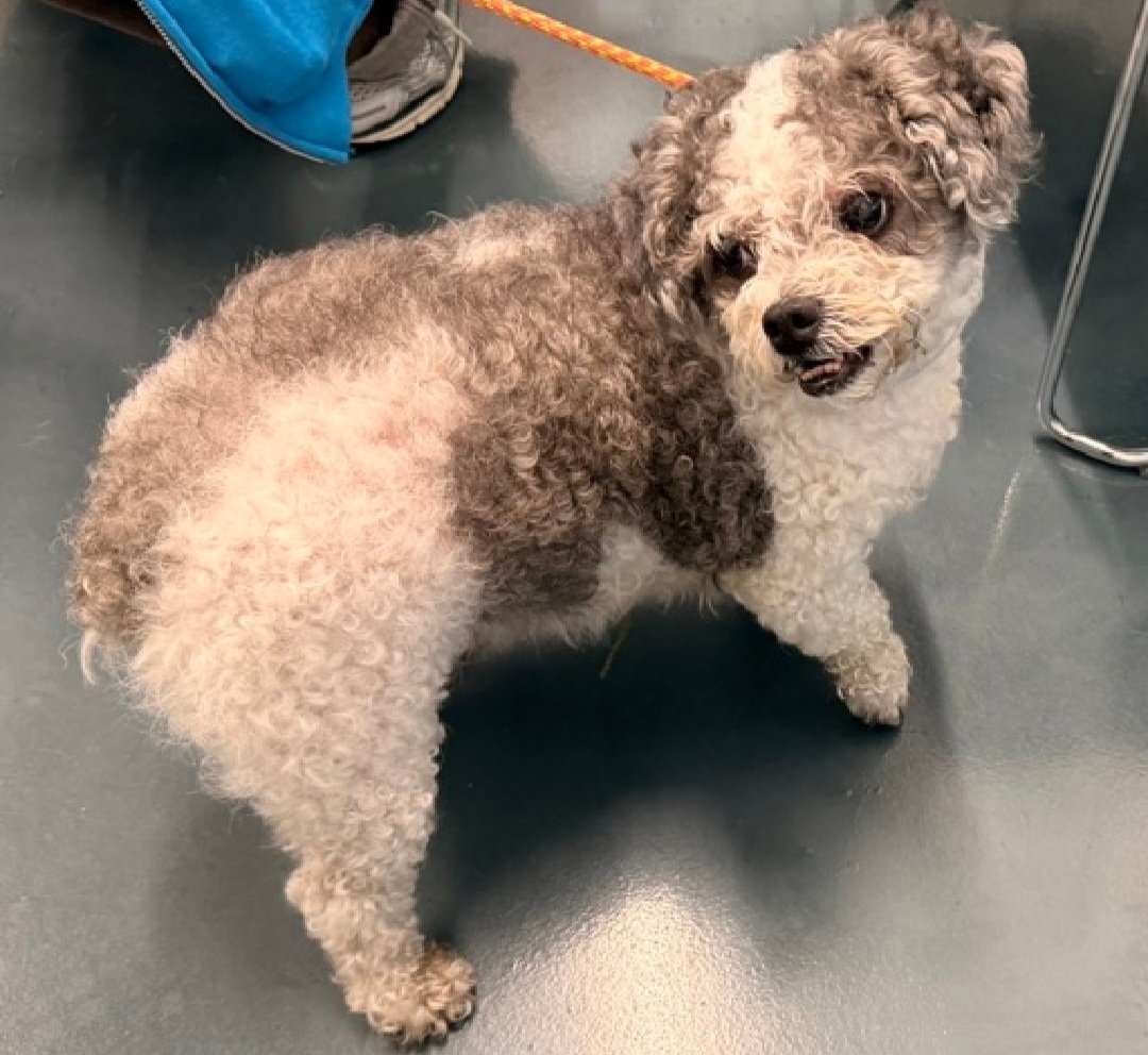 nyc_lilpaws2025's tweet photo. Great News!
Banana Loaf Bread has been reserved by a New Hope Partner 🎉 🥳 

Please wait for freedom pics and info from @TAPNYACC to honor your pledges https://t.co/5omi2jjnGo
