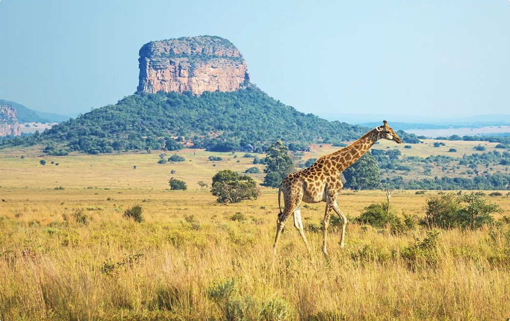 CreamTours's tweet photo. Stand tall with Africa's gentle giants! Every giraffe's spot pattern is unique, making each encounter special. Experience these graceful creatures roaming in the E.A savannah on your next safari.

📧 info@creamtoursandsafaris.com
🌐 https://t.co/aQCOd3aDWS https://t.co/IM6Kv8l4pw