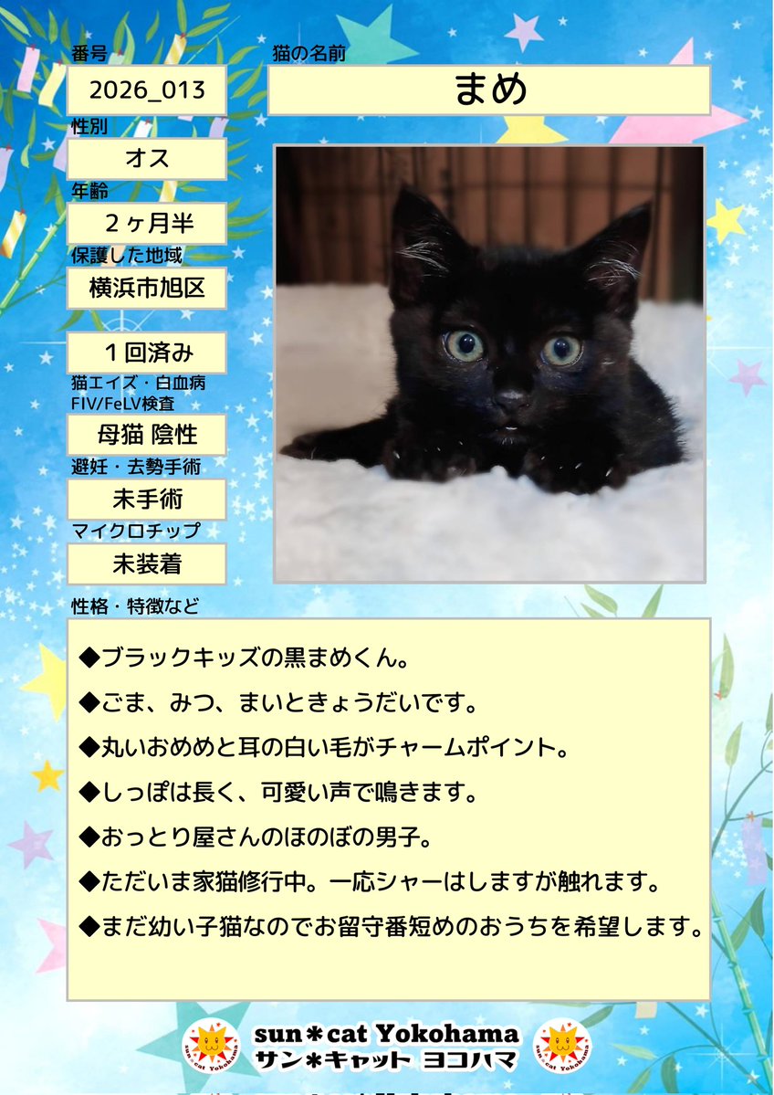 お月見猫さん　③ 参加メンバーNo.3 ⁡⁡◇まめ ♂ 2ヶ月半⁡⁡ ⁡◇みつ ♀ 2ヶ月半