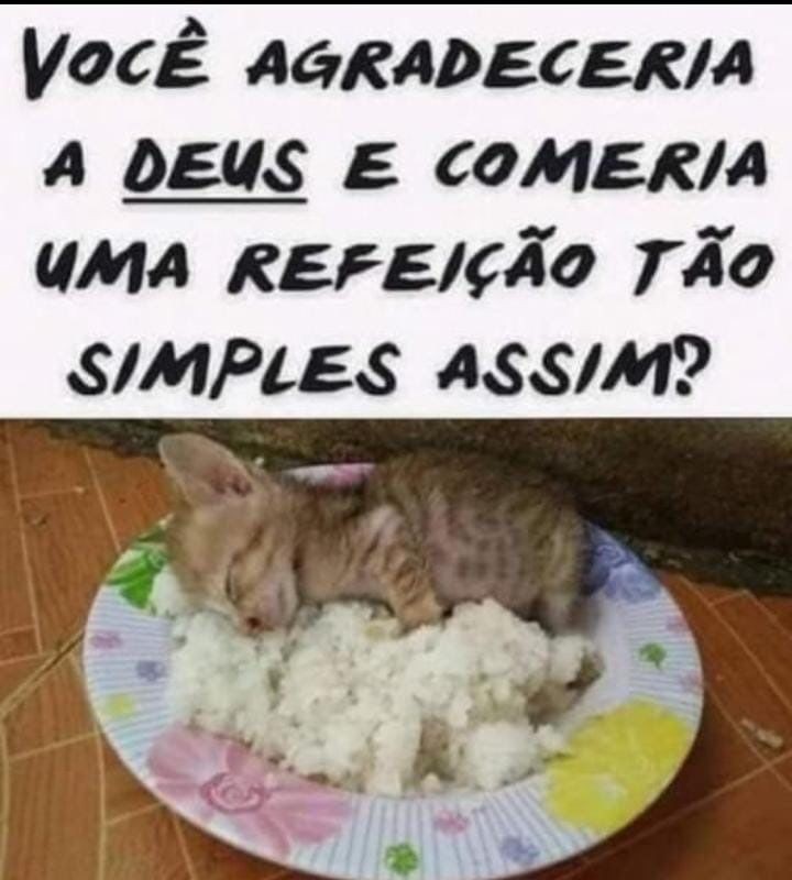 gatosviados's tweet photo. oi vamos almoçar https://t.co/qTqzqh79Yx