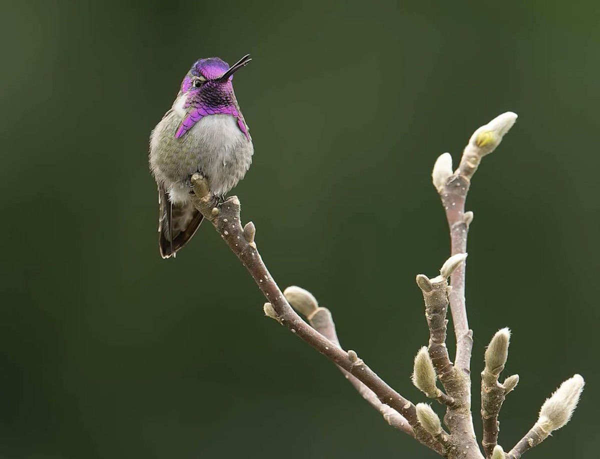 sarahlivingliv's tweet photo. The tiniest visitor in the garden always leaves the biggest smile. Every hummingbird reminds me to slow down and enjoy life's sweetest moments.
#Hummingbird #BackyardBirding #BirdLovers #GardenLife #NatureLovers https://t.co/VckS9mU8kD