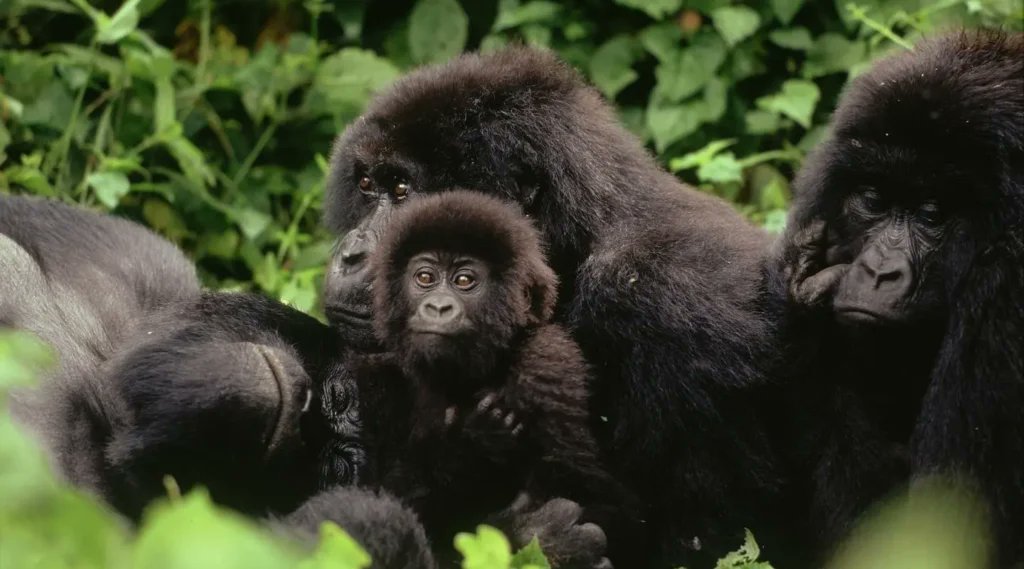 CreamTours's tweet photo. Meet the world's rarest great apes in Uganda! Trek through Bwindi or Mgahinga and enjoy a once-in-a-lifetime encounter with endangered mountain gorillas while supporting conservation.

📧 info@creamtoursandsafaris.com
🌐 https://t.co/aQCOd3a67k https://t.co/NHmGFWY5l9