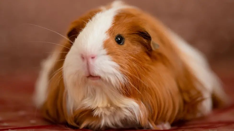 Proudofthisland's tweet photo. 🚨 UK Council Approves Breeding Guinea Pigs for Meat - Right Here in Pembrokeshire 🇬🇧 

An off-grid couple has just been given official permission to breed guinea pigs specifically to kill and eat them as part of their “sustainable” lifestyle.

These sweet, gentle animals - the same fluffy companions millions of us adore as family pets - will now be raised in breeding pairs on their Welsh smallholding, slaughtered for household meat alongside rabbits and pigeons.

Guinea pigs aren’t livestock in Britain. 

They’re beloved pets who squeak for attention, bond with their owners, and deserve protection. Normalising their mass breeding and slaughter crosses a heartbreaking line.

Animal lovers: is this the future of “eco-living” - turning our cuddly friends into dinner? Or should councils draw the line at treating pet species as food?

Speak up. I’d love to know how everyone feels about this.

 These innocent animals have no voice. 💔🐹

#GuineaPigsArePets #StopThisNow #Pembrokeshire #AnimalLoversUnite