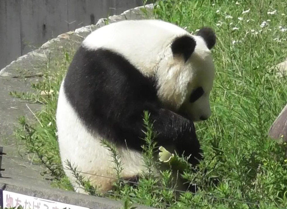 chan000's tweet photo. もう6年も前になるんだね😶
ま〜るいタンタン🐼💕
(📷️2020年7月2日・再掲)

#王子動物園 #タンタン https://t.co/WvVg9uaUiZ