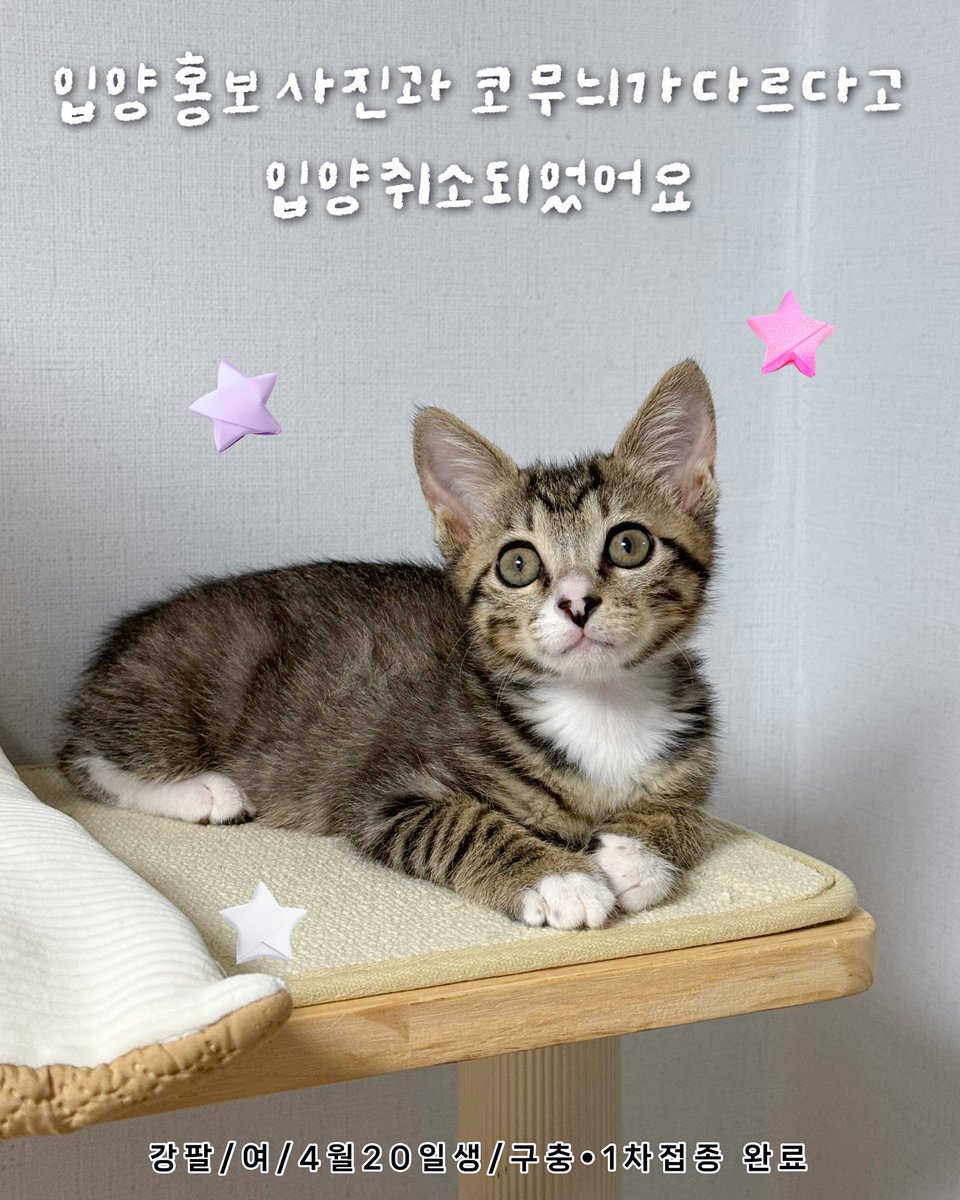 nugabanunu's tweet photo. 한달 전에 올린 사진을 보고 입양문의를 하셨고 와서 강팔이를  보시곤 코무늬가 다르다며 입양이 취소되었어요🫪
아기때는 하루가 멀다하고 쑥쑥 자랍니다.
고양이는 인쇄되어 나오는 플라스틱 인형이 아니라 있던 무늬가 없어지기도, 없던 무늬도 생깁니다.
이점 유의하시고 입양 신청해 주세요.. https://t.co/n7Ip2evajC
