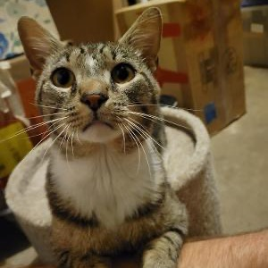 4PawsTeam's tweet photo. Griff is a really happy guy! He loves head bumps, pets, purring, meowing so you know he's there, and snuggling up in a nice lap. He's a little shy at first, but warms up fast. He gets along with other friendly cats.

More information at https://t.co/RirkFH4zOx https://t.co/DhvHvvnie8