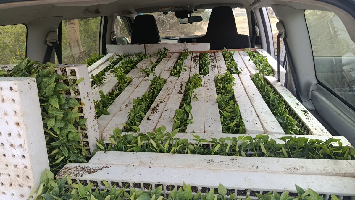 kalebndolo's tweet photo. Probox is a farm workhorse. https://t.co/Xk08gneVRw
