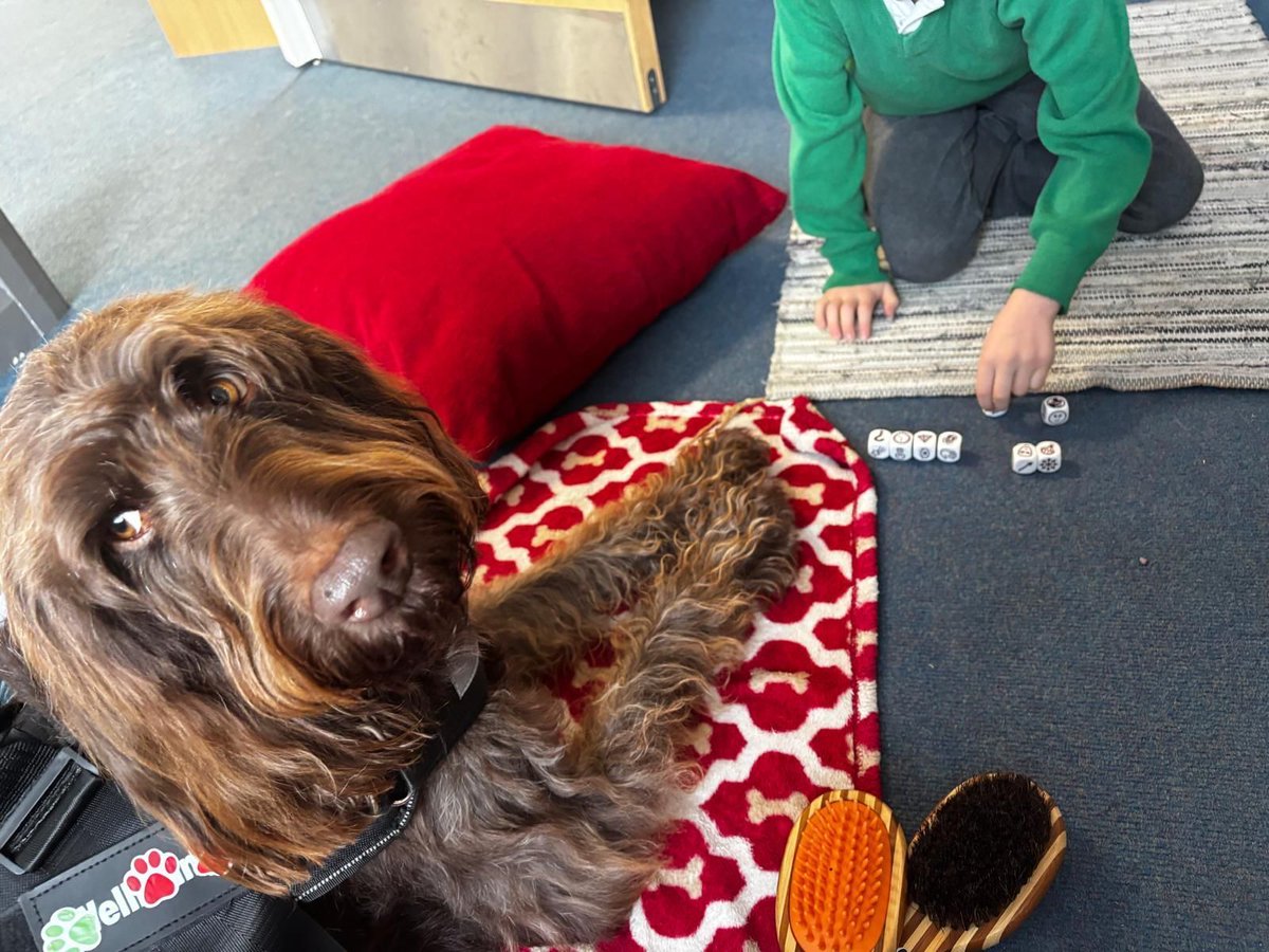 rc_wellbeing's tweet photo. 🐶 Coco in action!

From cuddles to confidence-building, our Wellbeing Woofers help create moments of calm, connection and support wherever they go 💛🐾 

https://t.co/psCjM4CzzO 

#WellbeingWoofers #TherapyDogs #SchoolWellbeing #CareHomeWellbeing #RowanCahillWellbeing https://t.co/jE5Vq8wm8y