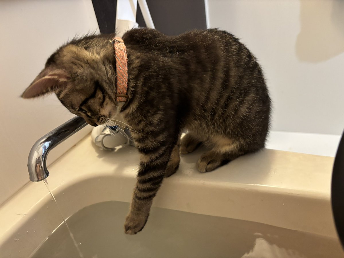 hinqtd's tweet photo. 蛇口からの水流に興味津々(ΦωΦ)
#にあちゃん　#保護猫　#シャワーは嫌い https://t.co/rpPdxcSC0u