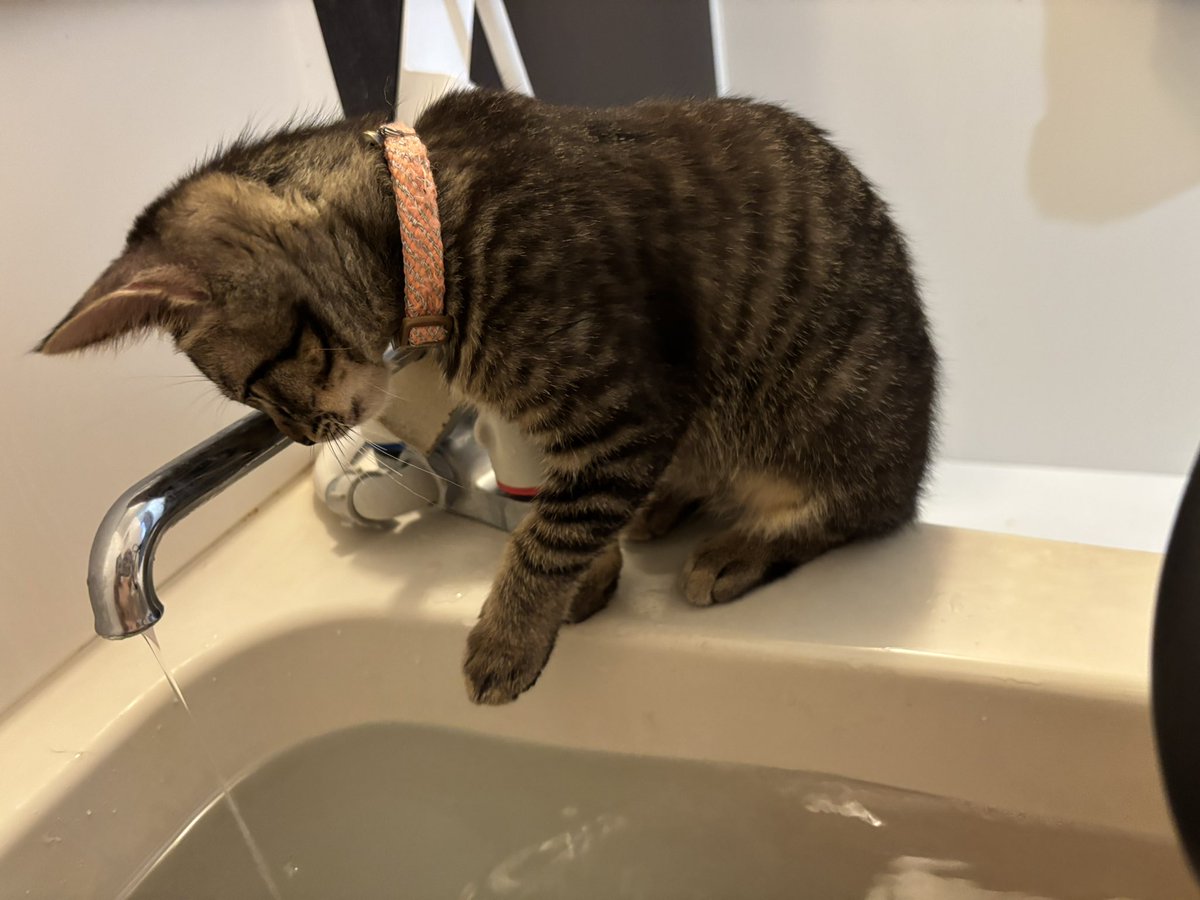 hinqtd's tweet photo. 蛇口からの水流に興味津々(ΦωΦ)
#にあちゃん　#保護猫　#シャワーは嫌い https://t.co/rpPdxcSC0u