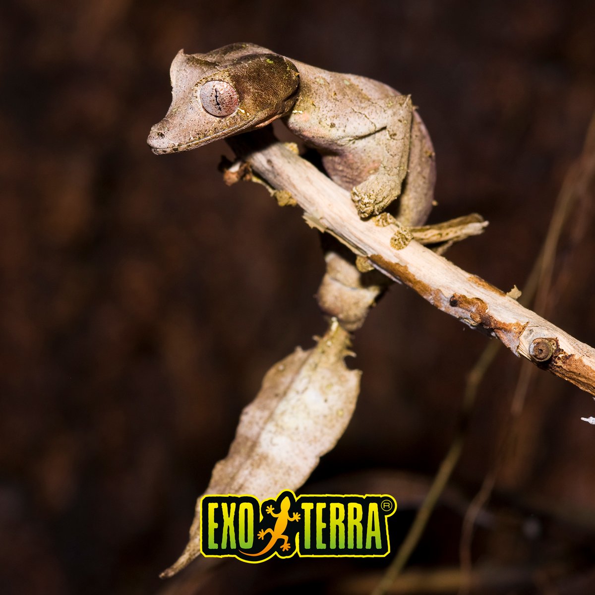 ExoTerra's tweet photo. Among the most cryptic reptiles on Earth, the Satanic leaf-tailed gecko owes its survival to exceptional camouflage. Its flattened body, leaf-shaped tail, and disruptive coloration enable it to disappear into Madagascar's rainforests.

📸 T. Hakonsen
#ExoTerra #NactusAward https://t.co/Ilv87HLnJ1