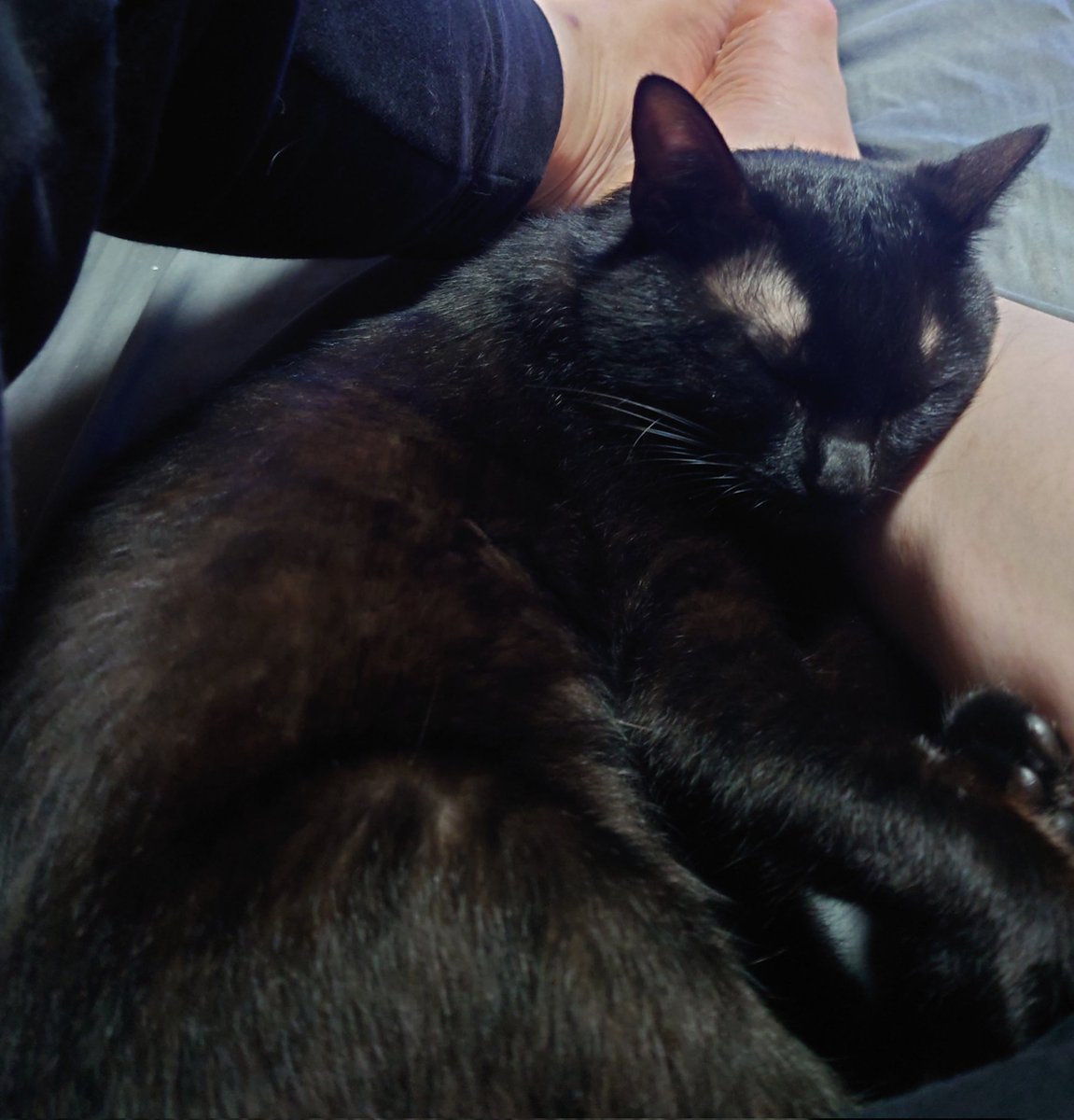 munimycat's tweet photo. にんげんのふくらはぎまくらでスヤスヤしてるので、起こすのがしのびない。。
にんげんもそろそろ寝たいのですが。。
 #うちのむに https://t.co/PAOId8LUGj