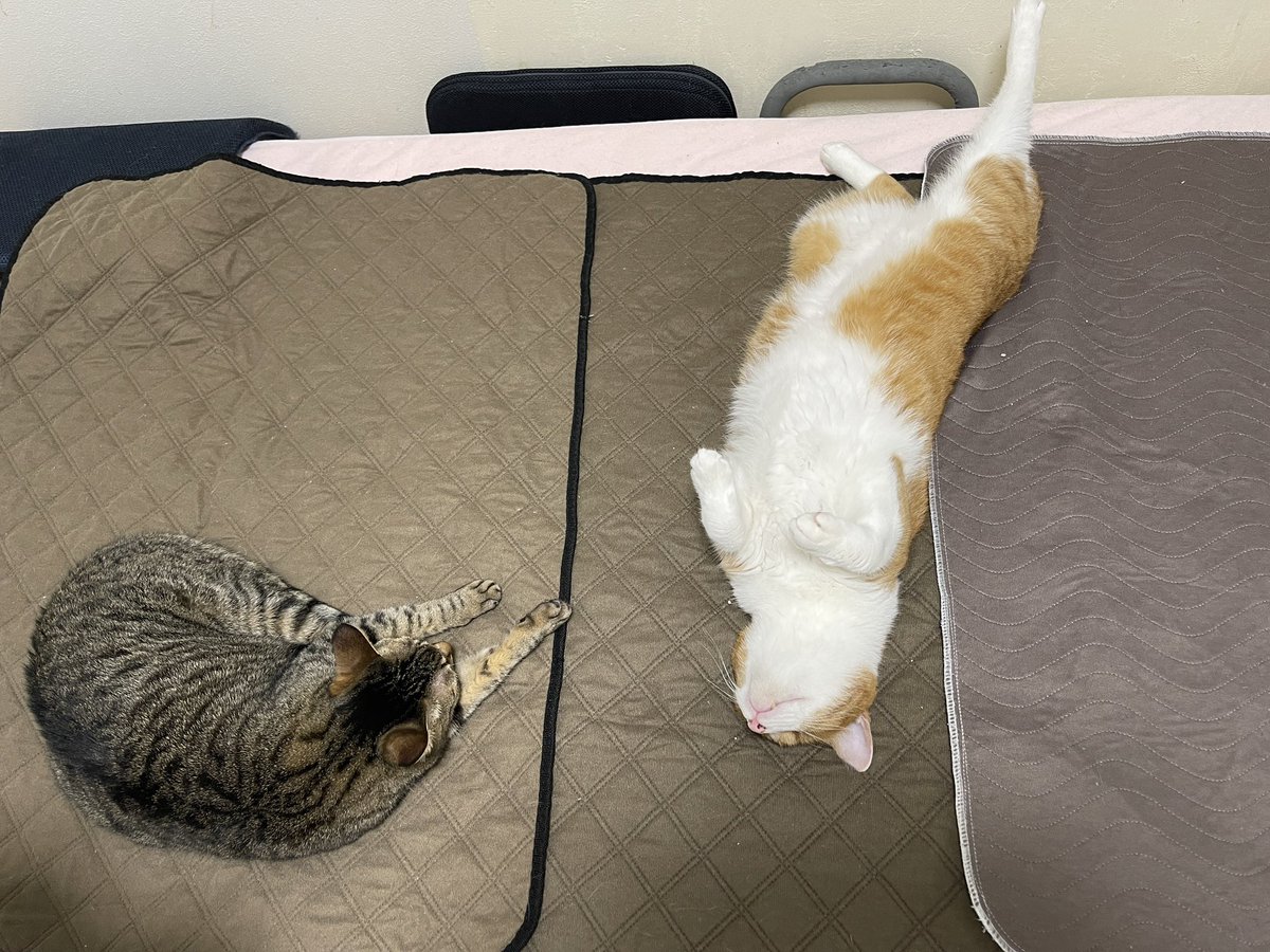 cybele_nakano's tweet photo. クールパットを敷かせてくれ https://t.co/3l5EiJFlhj