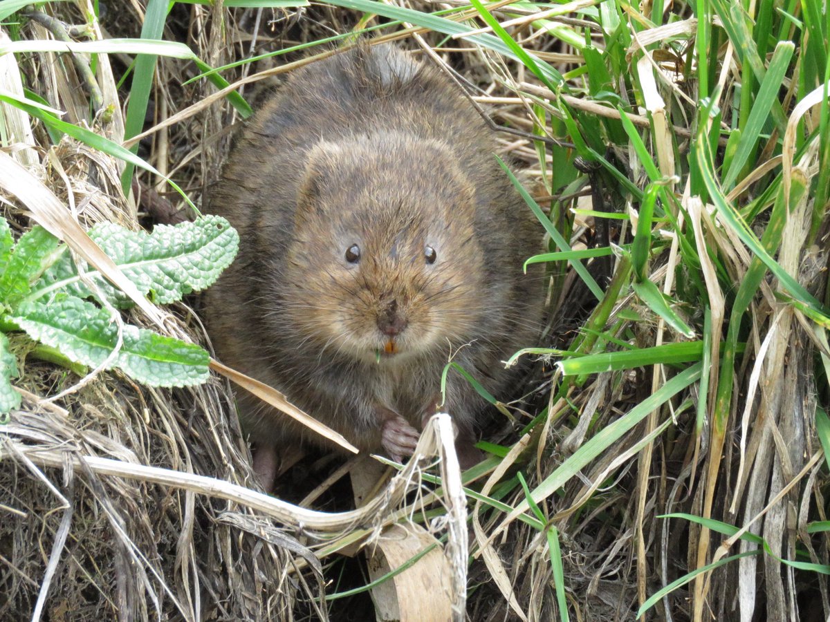 zimmer_donna's tweet photo. Good to hear @CameronSmithUK @LBofBexley confirm that @MarshesCrayford will stay #GreenBelt and our wonderful wildlife will be protected! 👏🏻
Take a look 👀 at our vision: https://t.co/U4Thh4kFol @Buzz_dont_tweet @RSPBEngland @CPRELondon @joe_beale @Thames21 https://t.co/fz87aDEe57
