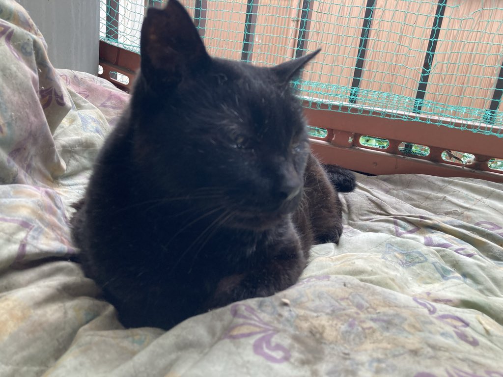 metapolfer2's tweet photo. もふ曜日。
朝は雨降りでしたが昼から霧雨が時折降る程度にお天気落ち着き、九琅くんベランダタイムへ♡
にっこり喜んでまったりタイムを満喫♡ https://t.co/m37XyUs49k
