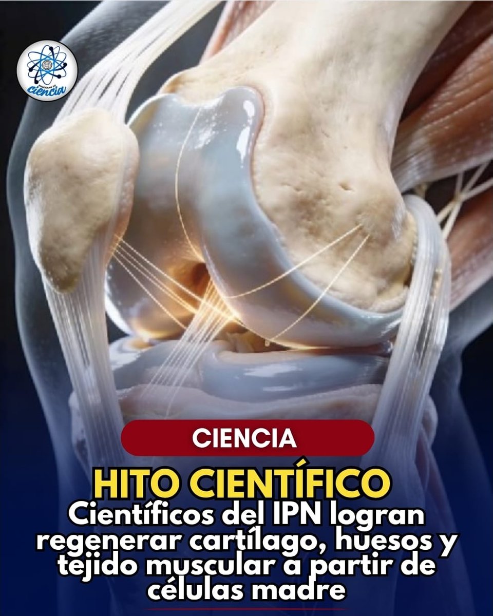 EnsedeCiencia's tweet photo. El equipo de investigadores del IPN logró un importante hito dentro de la medicina. Y es que consiguieron regenerar cartílago, huesos y músculos, así como tejido adiposo a partir de células madre. https://t.co/Zc4gwC6e2r