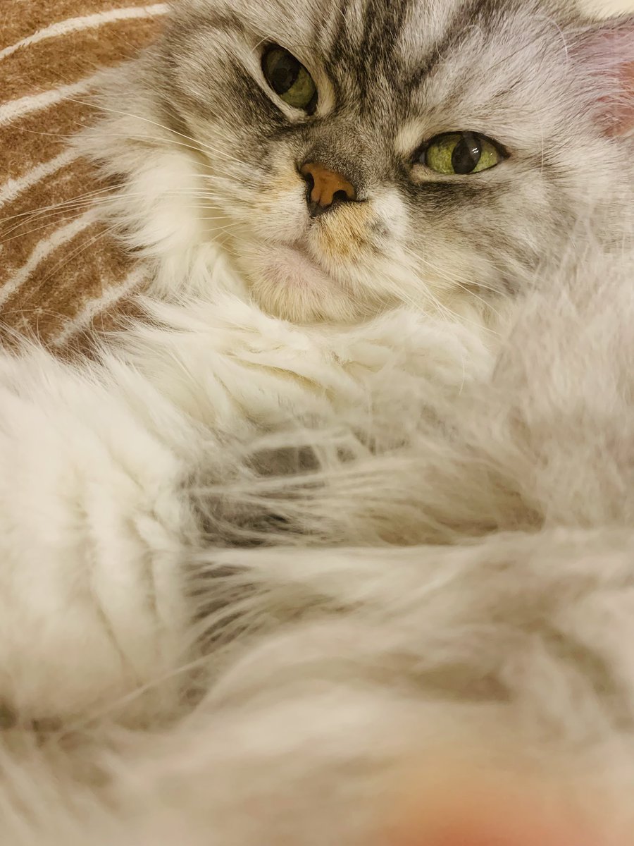 wado_142's tweet photo. #猫 https://t.co/PJJOXgInQR