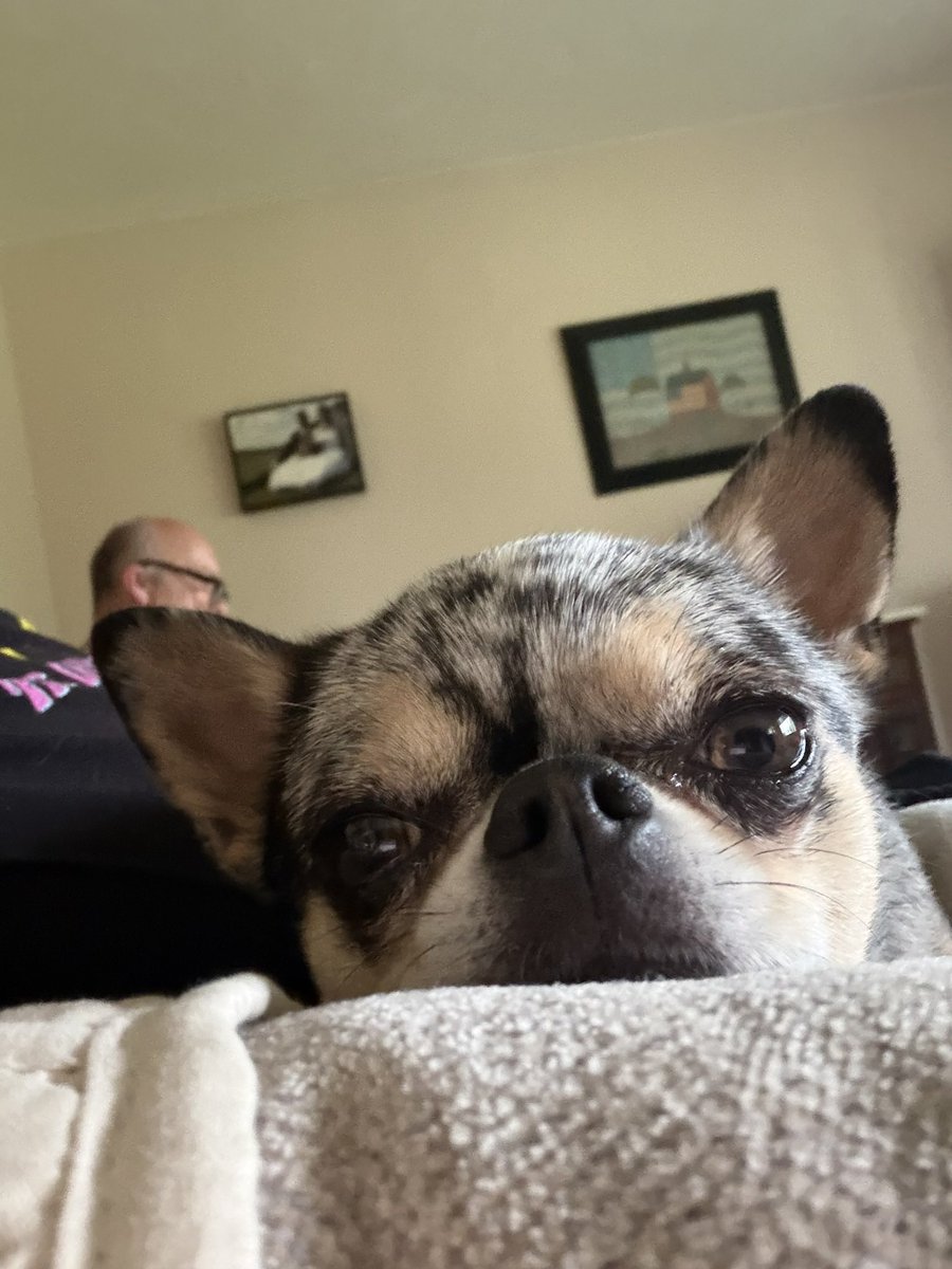 curlslee's tweet photo. @chiweethedog Ozzy tax https://t.co/btfbajjk0d