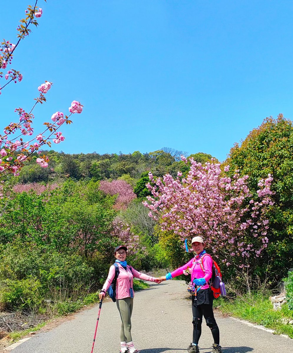 CroisilleY's tweet photo. Warm spring breeze, blooming cherry blossoms, perfect weekend for a casual stroll in the park ， https://t.co/UW44wtbGz0
