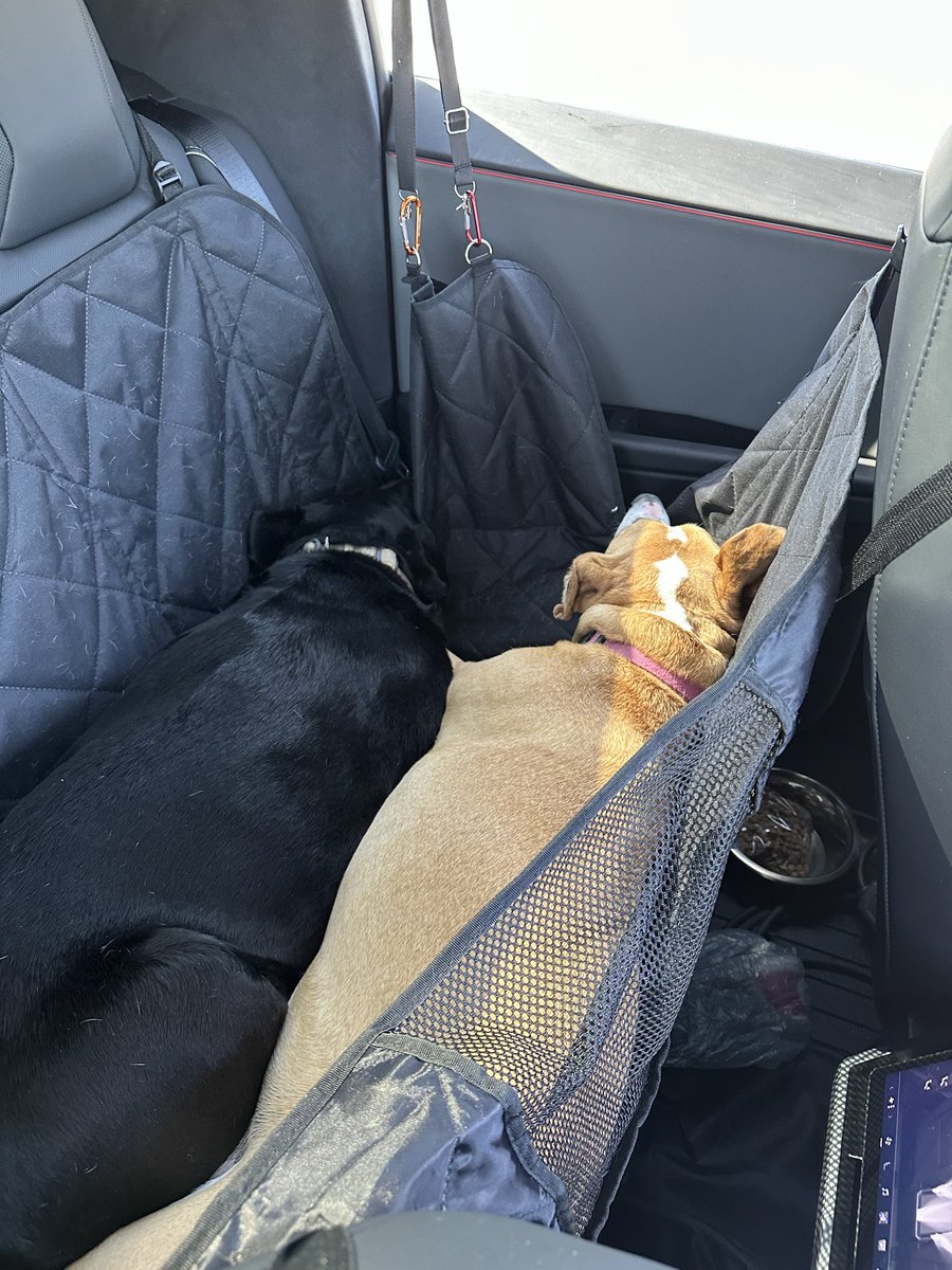 EdMilesNC's tweet photo. @thecyberfam Our 2 pups in the back seat of r CT dog hammock doing what they do best. https://t.co/0BIaebPj39
