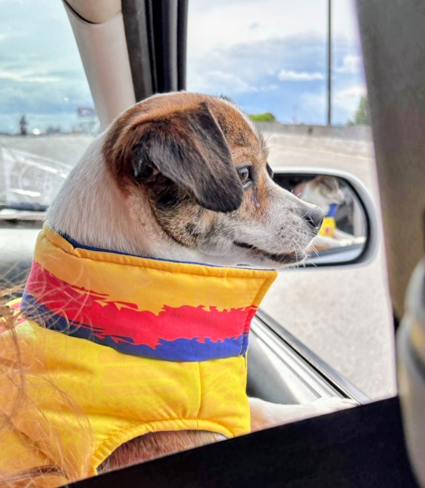 Monalexanurse's tweet photo. El fue rescatado del abandono y el maltrato... Nunca más! Solo amor infinito para ti. Bienvenido Toby Alejandro a nuestro hogar. 🥹🐾😍🐾😍 https://t.co/3U3PvhoLsz