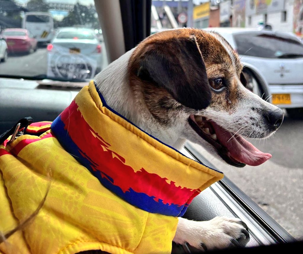 Monalexanurse's tweet photo. El fue rescatado del abandono y el maltrato... Nunca más! Solo amor infinito para ti. Bienvenido Toby Alejandro a nuestro hogar. 🥹🐾😍🐾😍 https://t.co/3U3PvhoLsz